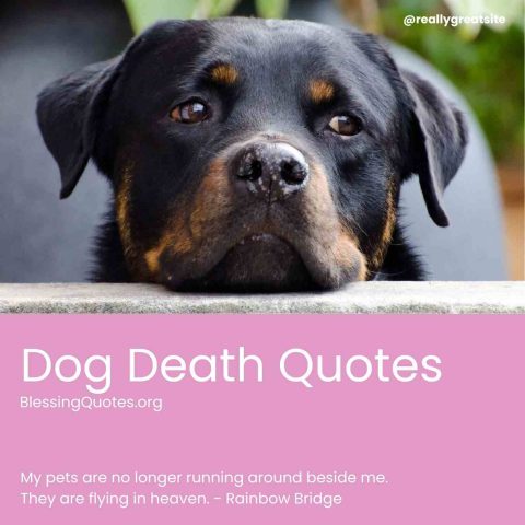 Dog Death Quotes