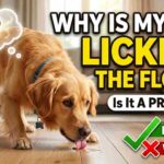 Why Is My Dog Licking the Floor