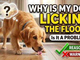 Why Is My Dog Licking the Floor