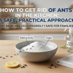 How to Get Rid of Ants in the Kitchen: A Safe, Practical Approach