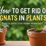 How to Get Rid of Gnats in Plants.